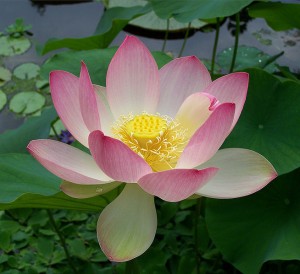 Lotus flower (Get it? Locus? Lotus? Ha!)